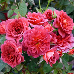 Midnight Fire™ Miniature Rose