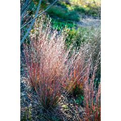 Standing Ovation Little Bluestem