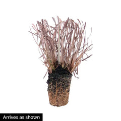 Standing Ovation Little Bluestem