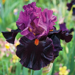 Fiery Temper Bearded Iris