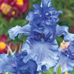 Honky Tonk Blues Bearded Iris