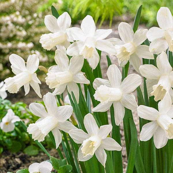 Ice Baby Daffodil