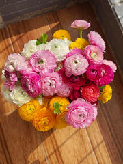 20 Pack Ranunculus Mixed Color Bulbs Buttercup Bulbs Perennial Flower Bulbs for Planting in Gardens,  ranunculus bulbs