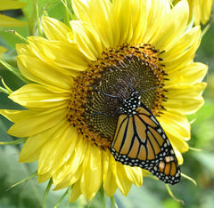 Lemon Queen Sunflower Seeds for Planting - Plant & Grow Yellow Sunflowers in Your Home Outdoor Garden | Heirloom Non GMO Seed Planting Packets with Full Instructions - Great Gardening Gift, 1 Packet
