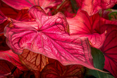 Fancy Caladium Bulbs for Planting (2 Bulbs) - Easy & Fast Growing Indoor or Outdoor Plants (Pink Cloud)
