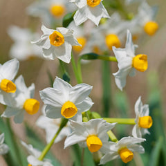 Narcissus Paperwhite 'Wintersun' (10 Pack) Large Plant Bulbs for Indoor Forcing - Fragrant White & Yellow Indoor Flowering Blooms for Holidays
