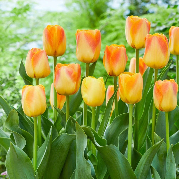 Desert Sun Tulip