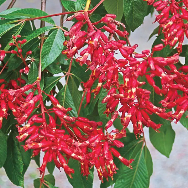 Red Buckeye Tree
