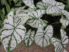 Caladium, Bulb, White Christmas, Pack of  (5), Easy to Grow, Colorful Mix, HOSTA Bulbs Size 4-7cm