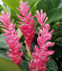 Hawaiian Pink Ginger Plant Root - 1 Pk - 2 Roots pp Discount Hawaiian Gifts