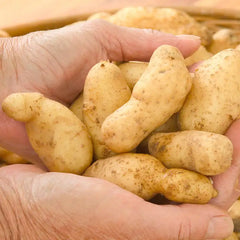 Russian Banana Potato