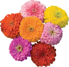 Cut & Come Again Zinnia Seeds 175 seeds
