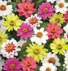 Cut & Come Again Zinnia Seeds 175 seeds