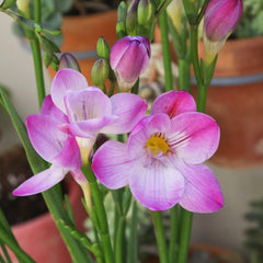 Freesia 'Single Flowering Mix' Plant Bulbs (15 Pack) - Fragrant Colorful Mix Flowering Blooms in Spring Gardens