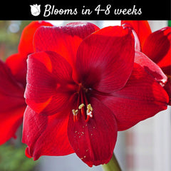 Amaryllis 'Ferrari Red' Plant Bulb (1 Pack) - Red Flowering Blooms for Holiday & Indoor or Outdoor Gardens Size 24/26cm
