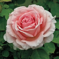 Our Choice Jumbo Climbing Rose