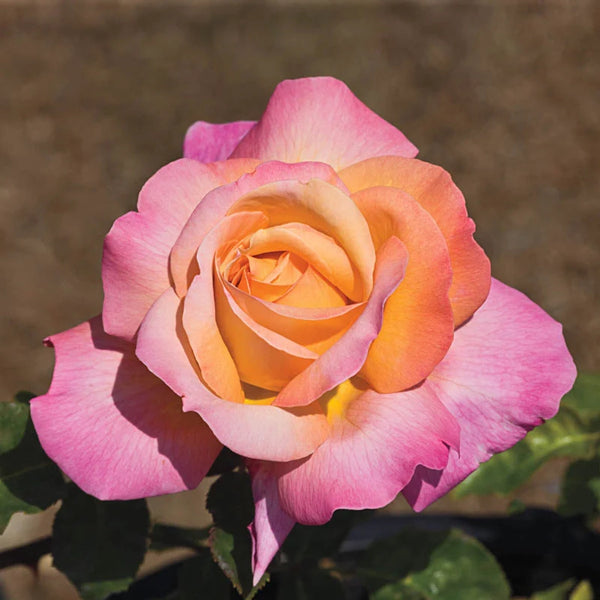 Chicago Peace Hybrid Tea Rose