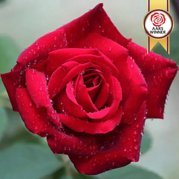 Chrysler Imperial Hybrid Tea Rose