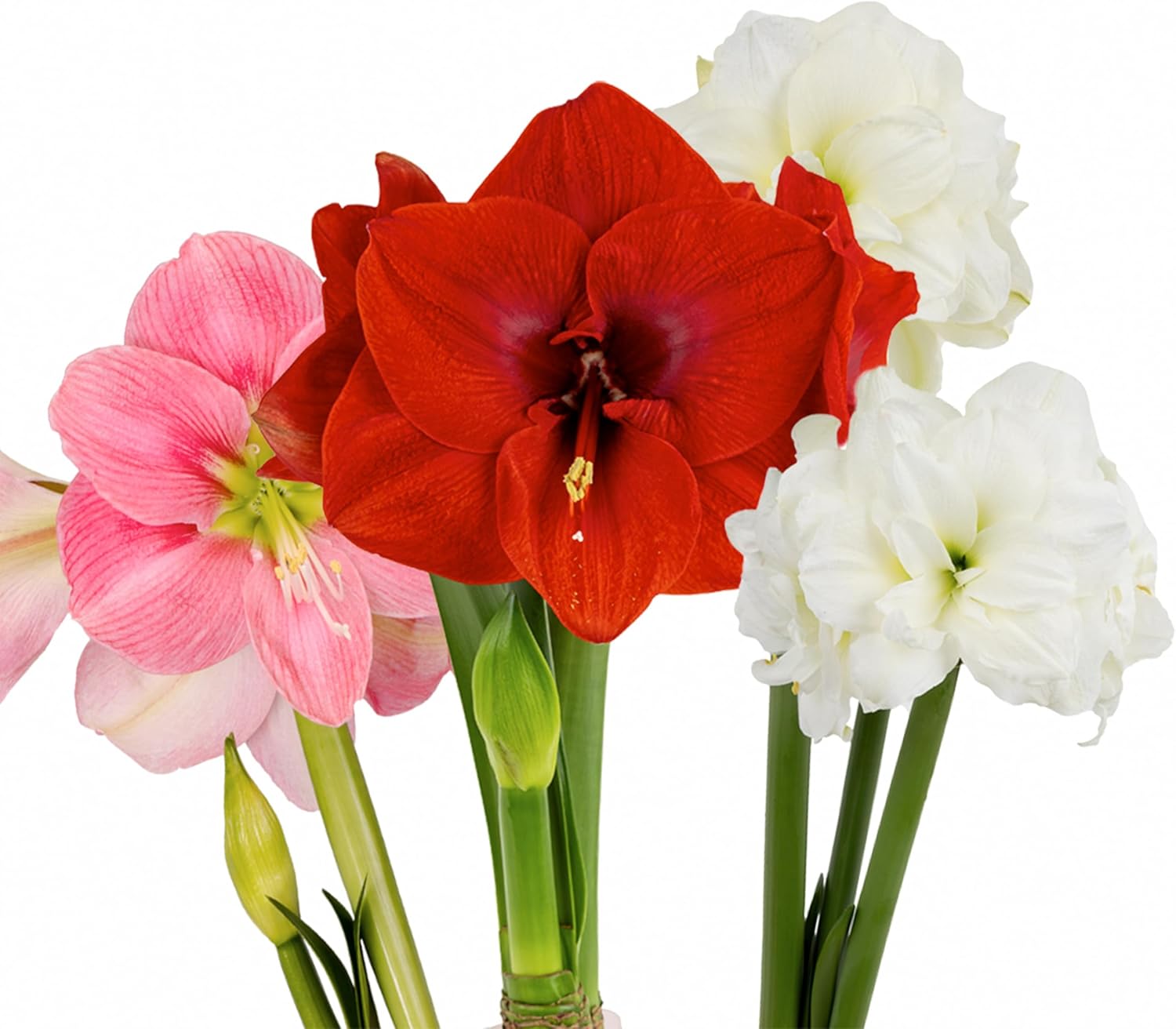 Amaryllis Flower Bulbs, 3 Bulbs(Bulb Size over 16cm), 1 Bulb Each Merry Christmas, Alfresco and Candy Floss Amaryllis, Easy to Grow Live Indoor Flower, Gift for Holidays, Housewarming, Office, and Room Decoration