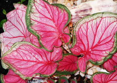 Fancy Caladium Bulbs for Planting (2 Bulbs) - Easy & Fast Growing Indoor or Outdoor Plants (Pink Cloud)
