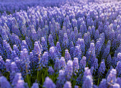 50 Grape Hyacinth - Muscari Armeniacum - Large Bulbs  Spring Bloom