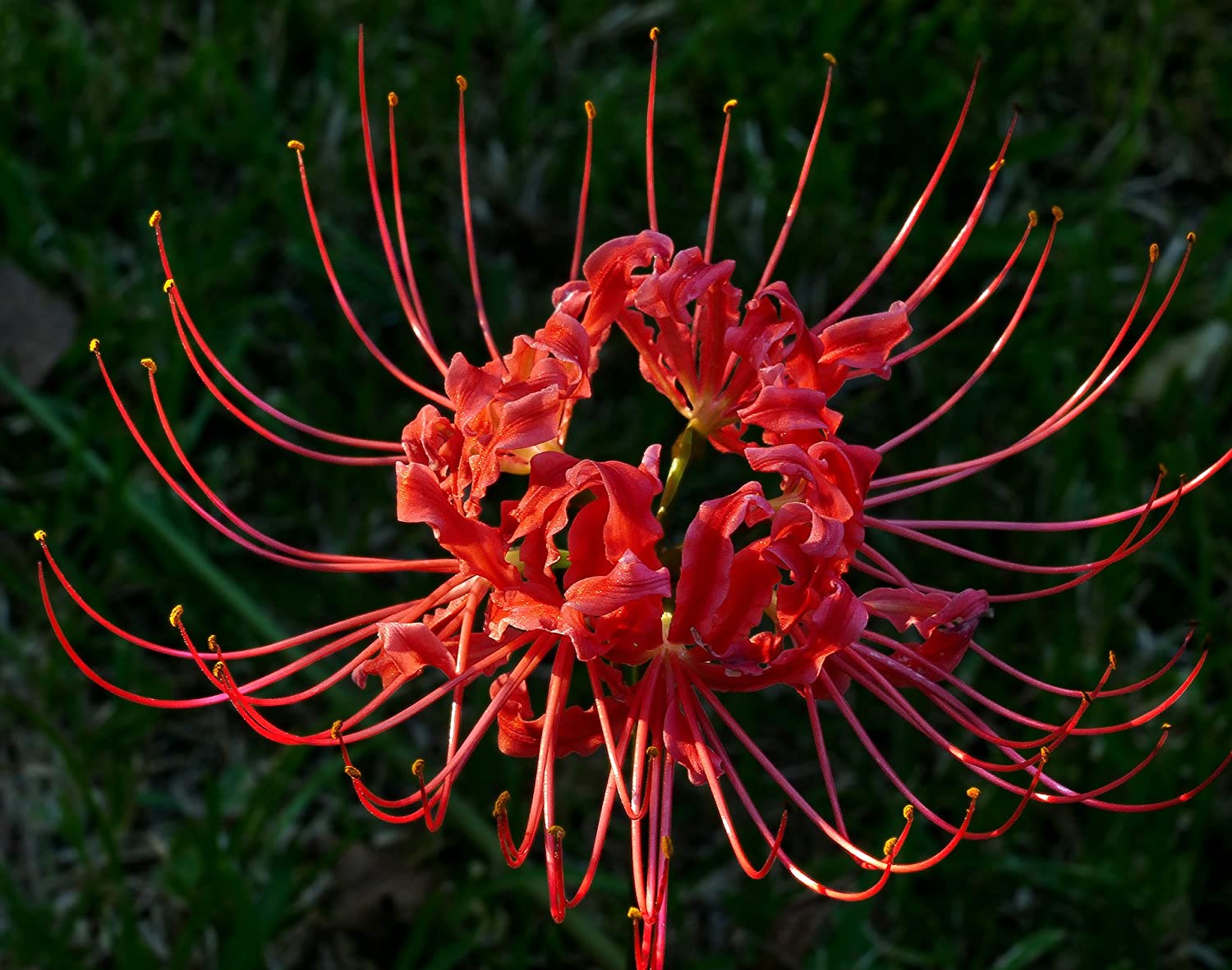 spider lily seeds Fresh Red Lycoris Spider Lilies Bulbs Radiata Hurricane Lily Cluster Amayllis Growing Bonsai Roots Rhizomes Corms Tubers Potted Planting Reblooming Fragrant Garden Species Blooms Flower Seeds Plant Gardening