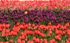 Perennial Tulip Mix, 20 Large Flowering Fall Bulbs for Planting, Multiple Colors