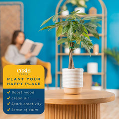 Costa Farms Money Tree (Pachira Aquatica) Live Indoor Bonsai-Style Plant, 8-12 Inches Tall, Braided Trunk Houseplant in Decorative Pot, Easy Care Pet-Friendly Decor