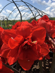 Double Dragon Amaryllis Bulb - Double Blooming Amaryllis, Easy to Grow Bulbs Size:24/26cm amaryllis bulbs for planting indoors amaryllis bulb amaryllis bulbs amaryllis bulbs for sale amaryllis bulbs near me amaryllis bulbs uk