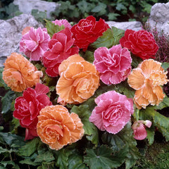 Picotee Begonia Mix