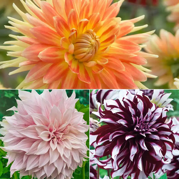 Giant Dinnerplate Dahlia Collection
