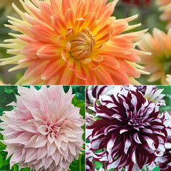 Giant Dinnerplate Dahlia Collection
