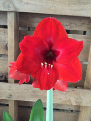 Amaryllis Red Lion Growing Kit. Includes: Big Red Lion Bulb, Plastic Pot and Saucer, and Professional Growing Medium