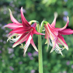 Amaryllis 'Quito' Plant Bulb (1 Pack) - Exotic Cybister Red Flowering Blooms for Indoors & Outdoor Gardens