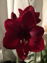 Black Pearl Amaryllis Bulb - Single Blooming Amaryllis, Easy to Grow Bulbs Size:24cm+ - Seedsplant