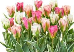 Tulip  Plant Bulbs (30 Pack) - Mixed Pink & White Viridiflora Type Flowering Blooms in Spring Gardens