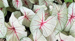 White Queen Caladium Bulb - Fancy Leaf Caladium - 1 Caladium Root