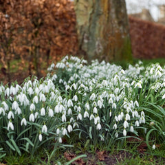 Snowdrops Bulbs - White Flowers, Perennial Snowdrops Galanthus Ikariae | Early Spring Blooms - Easy to Grow Size over 14cm+