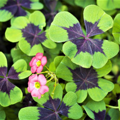 Easy to Grow Oxalis Shamrock 'Iron Cross' Plant Bulbs (20) - Green & Purple Foliage & Pink Flowering Blooms for Indoor & Outdoor Gardens