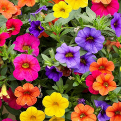 Calibrachoa Million Bells Flower Seeds