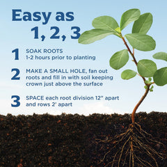 20 Honeoye Junebearer Strawberry Plants - Delicious Outdoor Planting for Home Garden - Grown USA. Zone 4-9.