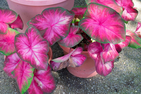 2 Rosebud Caladium Bulbs for Planting - Perennial Hosta, Elephant Ears