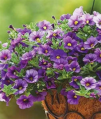 Calibrachoa Petunia Flower Calibrachoa spp. Seeds for Planting in Flower Bed & Garden