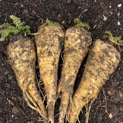 Parsnip Seeds for Planting - 100 Heirloom Non GMO Seeds - Plant & Grow Hollow Crown Parsnip Seeds in Your Home Outdoor Vegetable Garden - Full Planting Packets with Full Instructions, 1 Packet