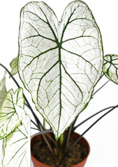 Fancy Caladium Bulbs for Planting (2 Bulbs) - Easy & Fast Growing Indoor or Outdoor Plants (Pink Cloud)
