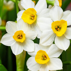 Narcissus Paperwhite 'Wintersun' (10 Pack) Large Plant Bulbs for Indoor Forcing - Fragrant White & Yellow Indoor Flowering Blooms for Holidays