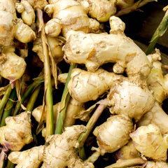 200g Ginger (Zingiber Officinale) Canton Gingerle Tuber Tasty Culinary Spices Plant Organic Non-GMO Heirloom Vegetable Seeds to Plant Home Garden