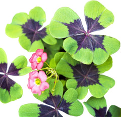 Easy to Grow Oxalis Shamrock 'Iron Cross' Plant Bulbs (20) - Green & Purple Foliage & Pink Flowering Blooms for Indoor & Outdoor Gardens