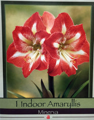 Amaryllis Kit: Minerva + Plastic Pot/Soil/Bulb - Large Bulb 26/28 cm -Netherland