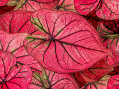 Tequila Sunrise Caladium Bulbs for Planting - Perennial Hosta, Elephant Ears, Fancy (5 Bulbs) - Seedsplant